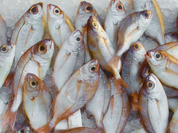 Research: Small fish species could play big role in fight against  malnutrition